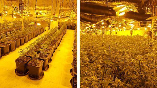 Two pictures, both of cannabis plants inside a building. The left hand image shows dozens of cannabis plants in pots on the floor under bright lights. The right hand image shows a sea of cannabis plants, also under bright lights, stretching into the distance.