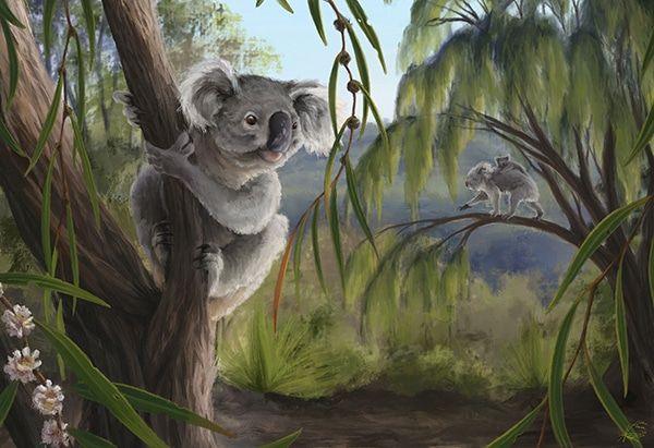 An illustrative reconstruction of the WA koala which is thought to have gone extinct several thousand years ago. 