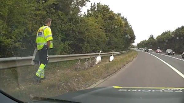 A police officer wearing a hi-vis yellow jacket behind some swans walking along a grassy verge on the edge of a road.