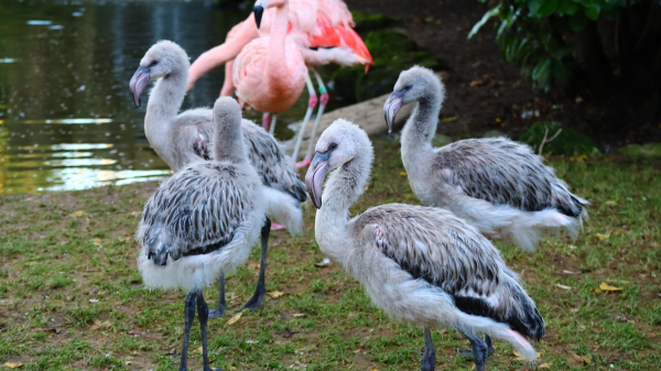 Flamingo chicks with grey and white feathers.