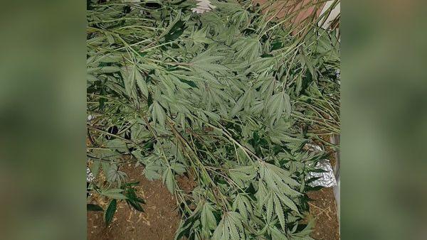 A pile of cannabis leaves