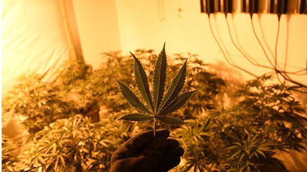 A cannabis leaf being held up in front of other plants in a yellow-lit room.