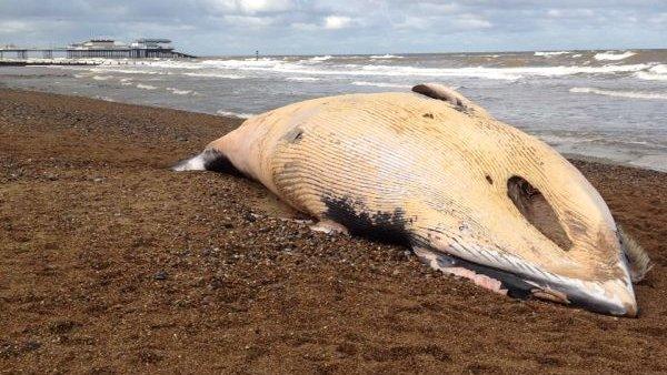 Whale on beach in Cromer