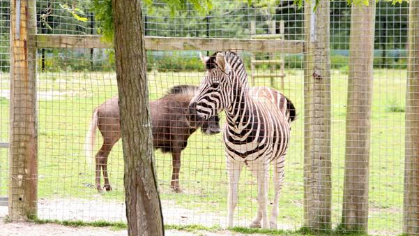 A wildebeest and a zebra in a large zoo enclosure.