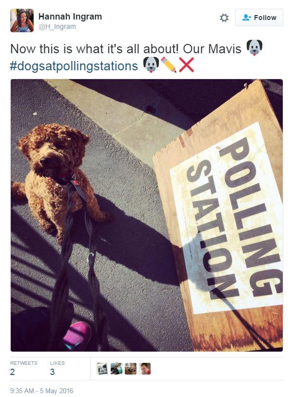 Tweet: Now this what it's all about! Our Mavis #dogsatpollingstations