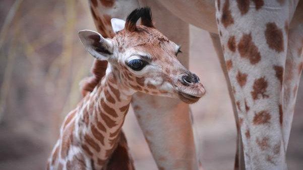 Millie the giraffe