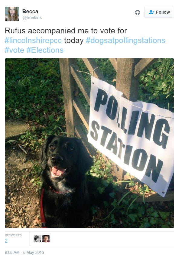 Tweet: Rufus accompained me to vote for #lincolnshirepcc today #dogsatpollingstations #vote #elections