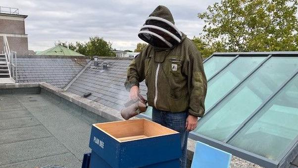 Beekeeper Tony Briggs in full protective costume looks into the open hive on the council offices' roof. He has a smoker machine in his hand to make the bees drowsy.