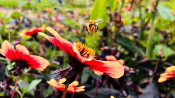 A bumblebee lands on a red and yellow flower, with other plants and flowers in the background.