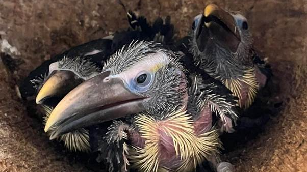 Araçari toucan chicks