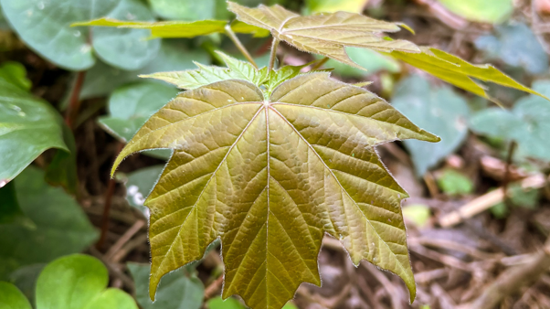 The Acer amamiense seedling - a pale green leaf with five tips