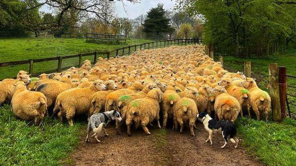 A herd of sheep and a couple of dogs on a green land. It's an overcast day.