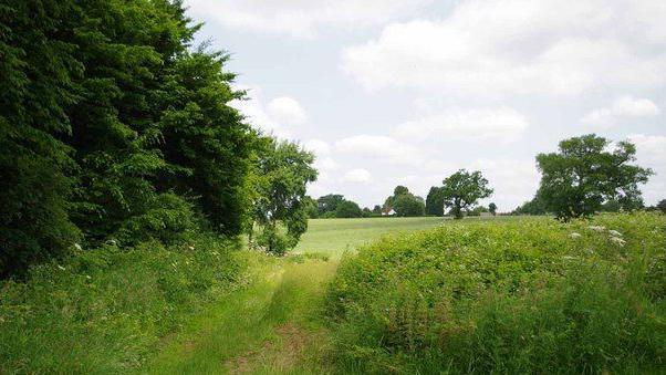 A field surrounded by large trees and covered with green shrubs and grass on a cloudy day.