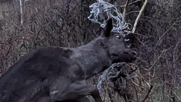 A brown deer stuck by his head in a small tree because of some white netting.