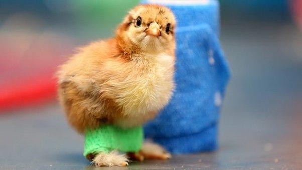 Roley the chick with leg splints