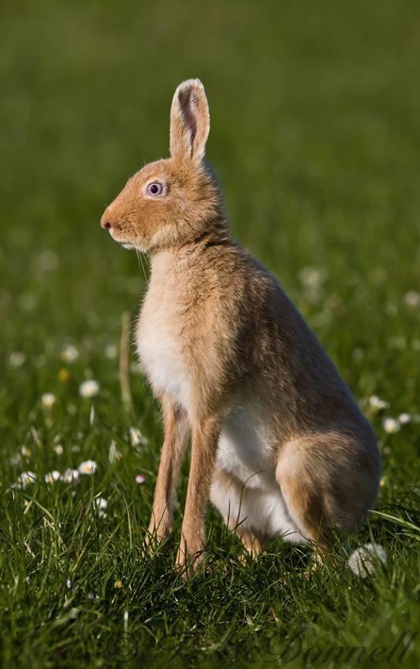 Golden hare