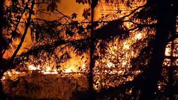 Bright orange flames can be seen through trees