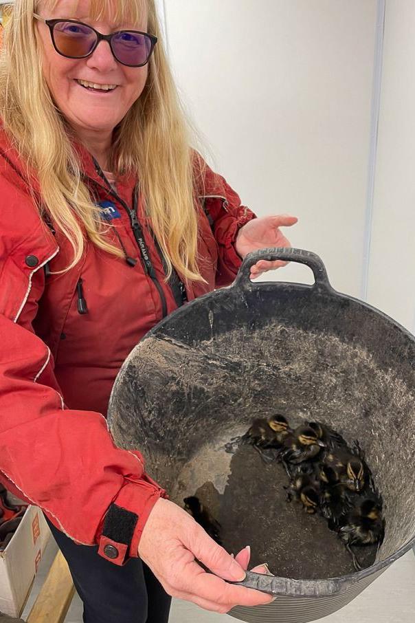 Woman holding bucket of ducklings