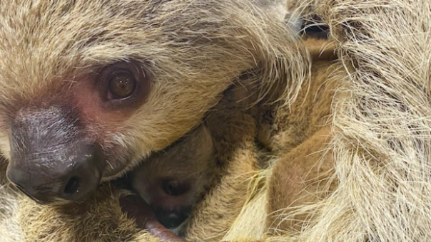 A close-up image of the mother sloth and its baby underneath. It has long, light brown hair and green eyes. 