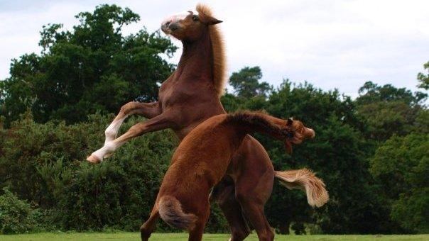 Horses jumping