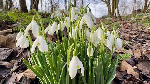 White flowers drooping at the top of green stalks in the middle of a forest setting with brown leaves on the ground.