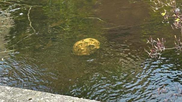 Concrete skull in water