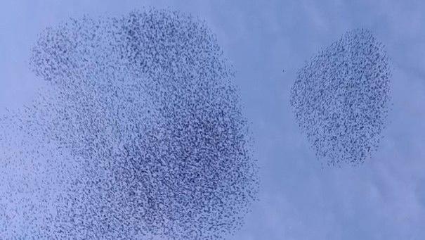 A lone falcon attacks a murmuration of starlings, splitting it in two, all silhouetted against a blue evening sky