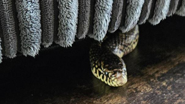 A Florida Kingsnake called Micky peeping out from under a grey fluffy couch. He has yellow and black dappled skin with deep black set eyes. His body is ever so slightly curved. 