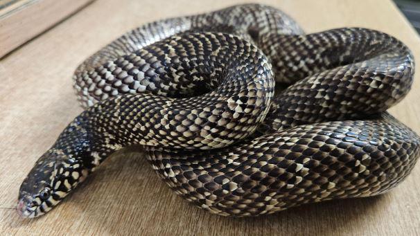 Micky, the snake, has curled himself up on a wooden table. His skin is diamond like, interconnected with diamond black and yellow shaded segments. He has a small head and round black eyes. 