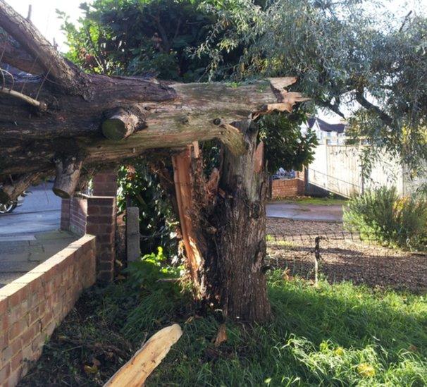 A tree snapped in half.