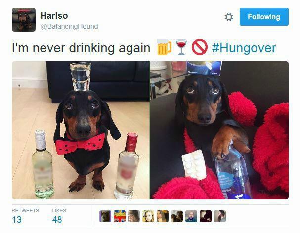 Dog pretending to have been drinking and hungover