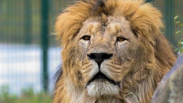 A lion with a large mane stares into the distance. There is a green fence behind him and grass.