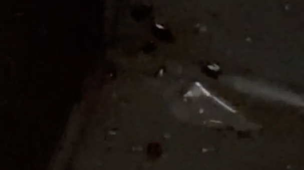 A number of cockroaches can be seen on a bus