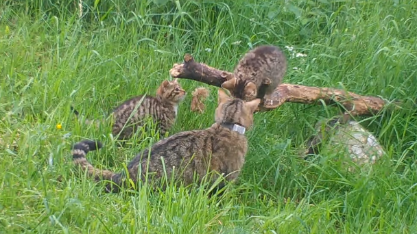 Wildcat kittens with their mother