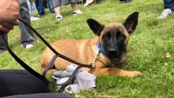 One of the retired police dogs TPD Koda lies in the grass at the unveiling event, while a hand holds the dog's lead