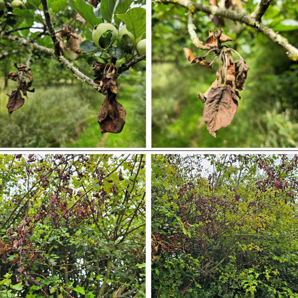 Four different photos showing brown branches killed by fireblight amongst green healthy branches of leaves