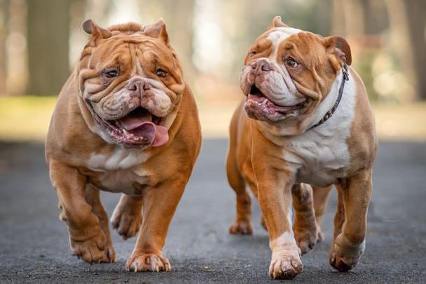 Two English bulldogs 