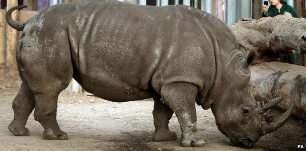 Lucy the Rhino
