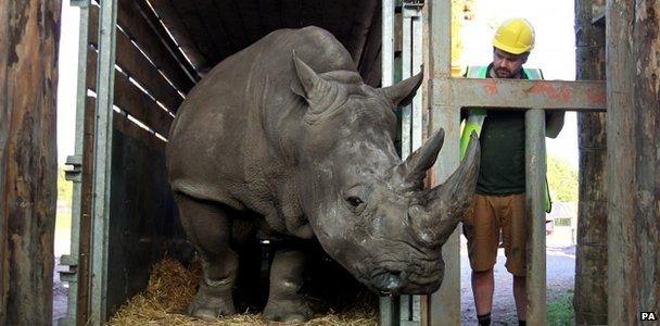 Lucy the rhino arriving in Scotland