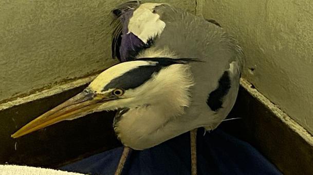 Wounded heron