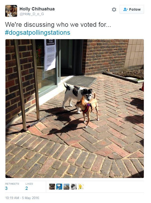 Tweet: We're discussing who we voted for... #dogsatpollingstations