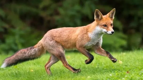 A fox runs through a green field.