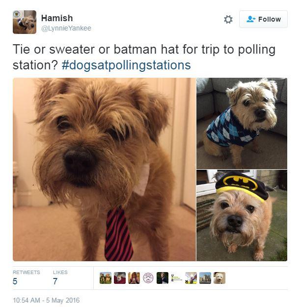 Tweet: Tie or sweater or batman hat for trip to polling station? #dogsatpollingstations