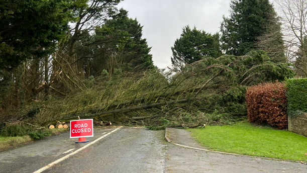 A tree which has come down onto the A436 after Storm Darragh