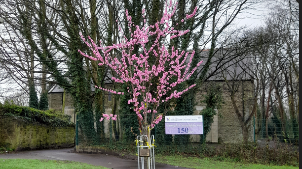 An image of a church with a cherry blossom tree in the foreground and a church beyond but with an blank wall ahead 