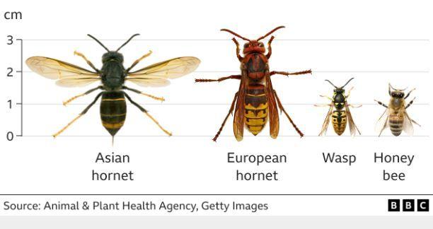 A diagram of an Asian hornet compared to a European hornet, wasp and honey bee with some growing up to 3cm. Source: Animal and Plant Health Agency, Getty Images