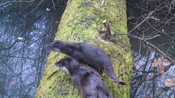 Two otters perch on a large moss-covered tree trunk, which is lying across a section of water. There are branches surrounding it. The otters are wet and standing next to each other, looking intently at something in the water.