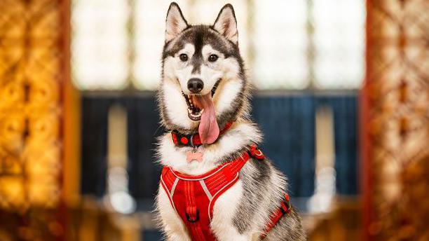 A husky sitting upright at attention, wearing a red harness with her tongue lolling out, looking at the camera with a blurred out background of St Edmundsbury Cathedral