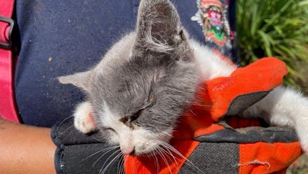 The grey and white kitten is held in the glove of a firefighter after being rescued