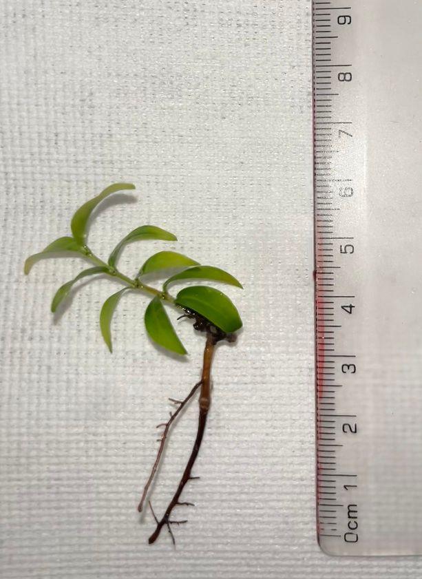 Angle-stemmed myrtle shoot tip. 